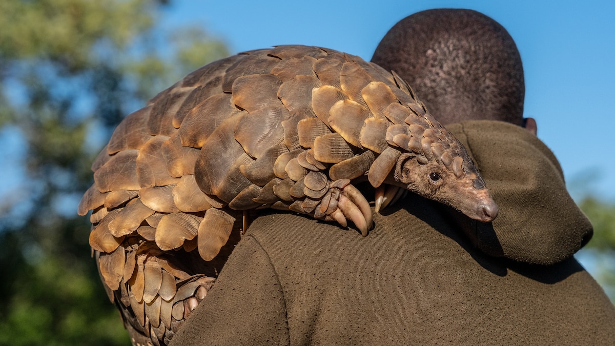 Fighting to Save the Pangolin, the World’s Most Wanted Animal