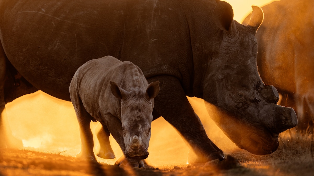 What Does It Take to Move 2,000 Rhinos?